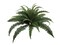 Box of 6: 34" Boston Fern Plant - 30 Silk Fronds, Lifelike Greenery, Indoor/Outdoor Decor - Perfect for Home, Office, Garden & All-Season Display, Floral Home by Artificial Flowers